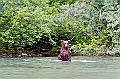 Alaska Wildlife-27